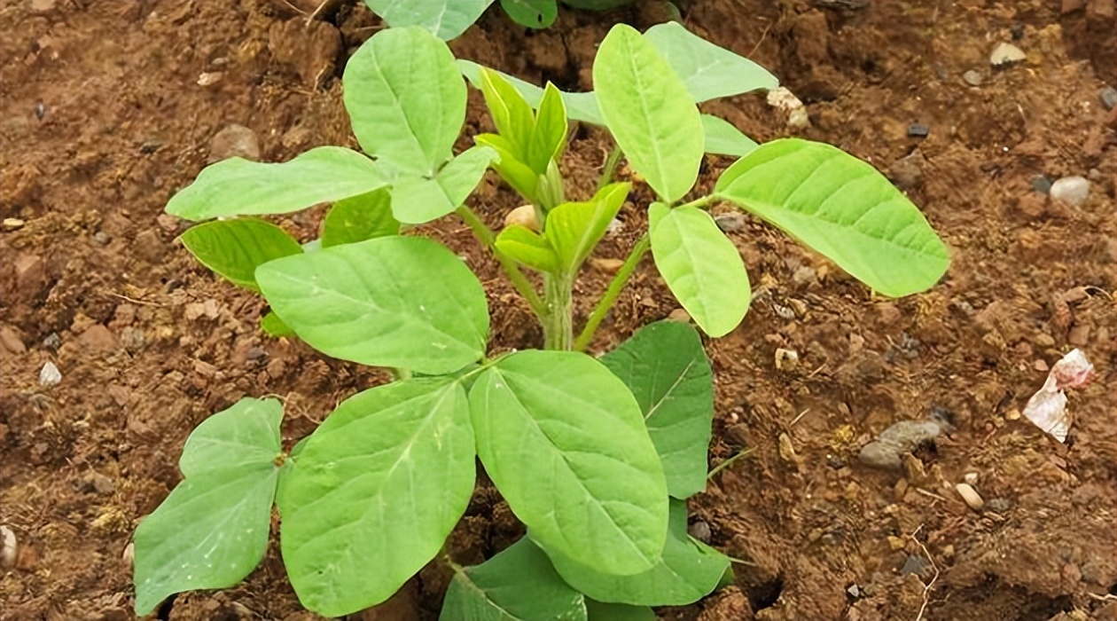 花荚期是大豆从营养生长进入生殖生长期时期