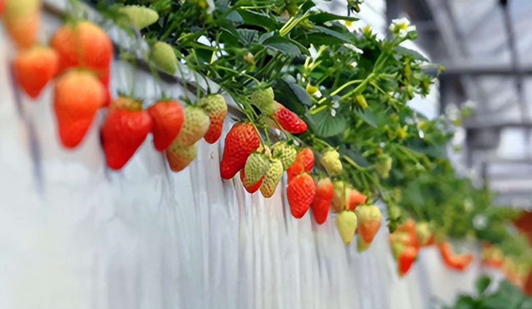 今年的异常气候，让草莓育苗工作难上加难。