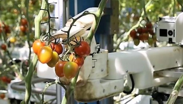 番茄采摘机器人