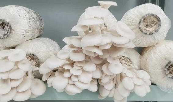 桑枝菌包生产的平菇
