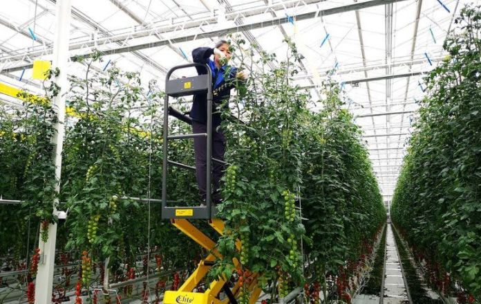 翠湖农业种植管理人员在智能温室里给植株打杈