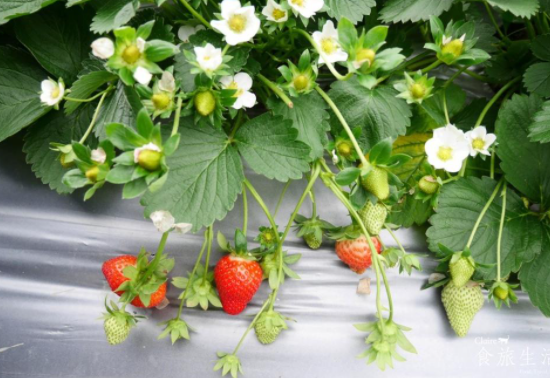 温室草莓果实期长达半年。