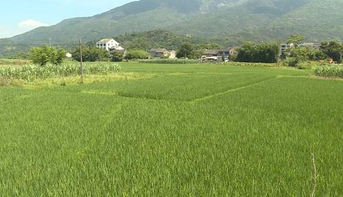 湖南四千余万亩中晚稻灌溉获保障