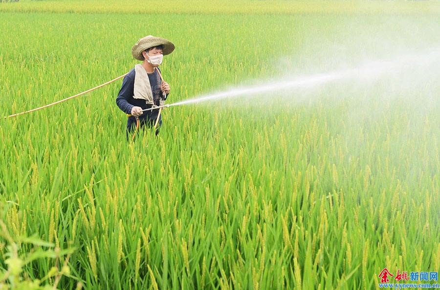 辽阳市农业农村局切实做好田间管理和病虫害防控工作