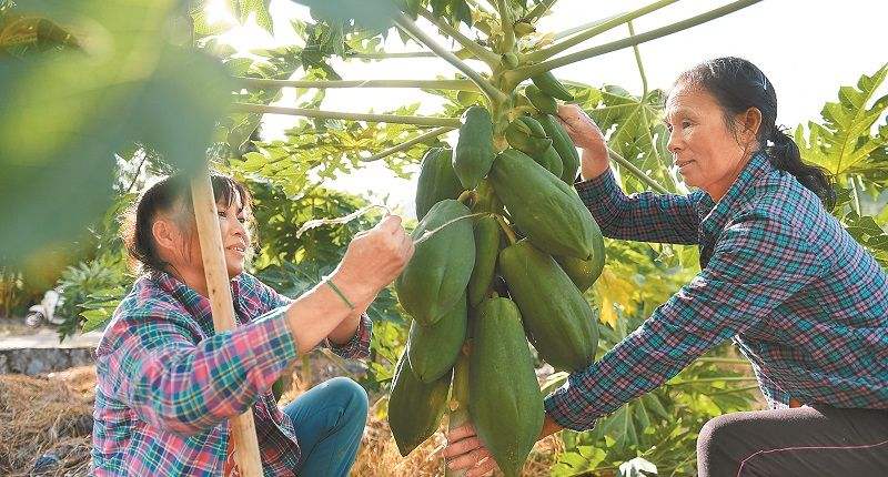 重庆石柱：满树尽是“致富果” 木瓜产业助力乡村振兴
