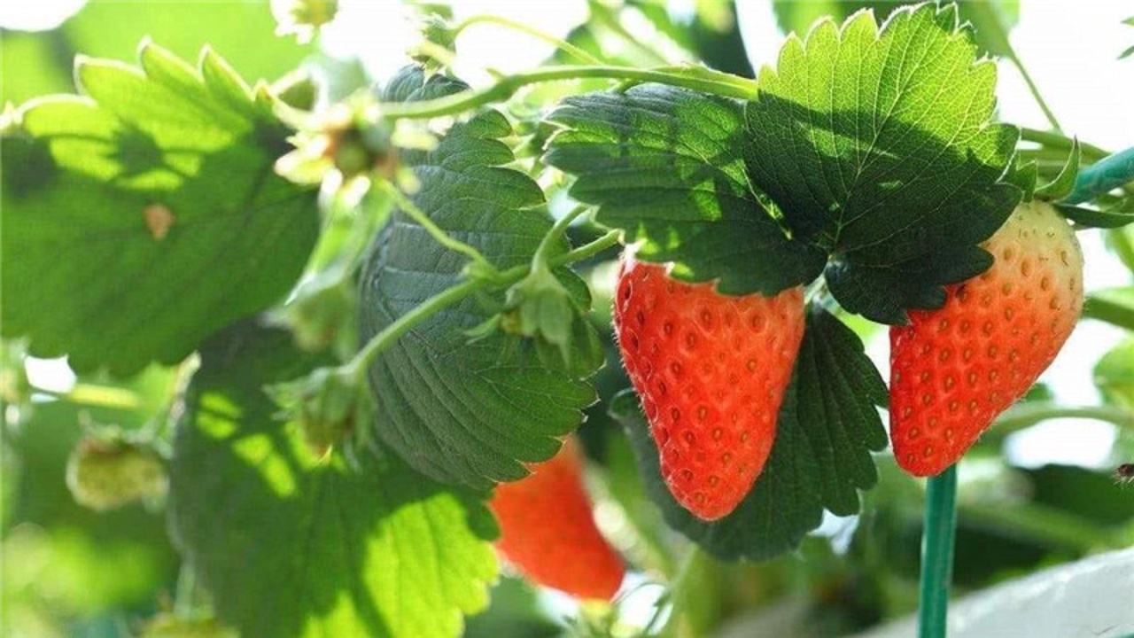 大棚草莓该如何种植