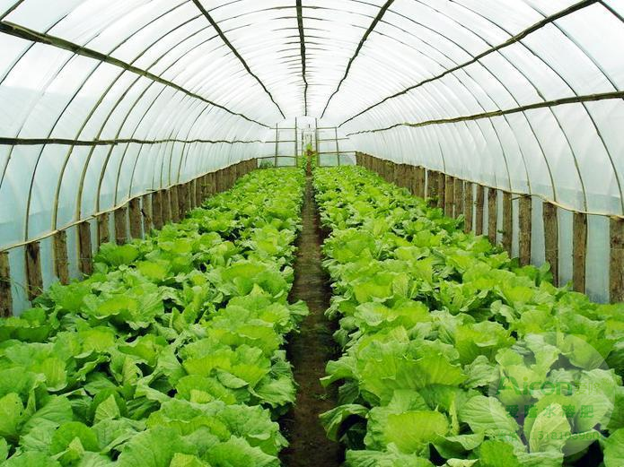 夏季设施蔬菜的病虫害防治措施