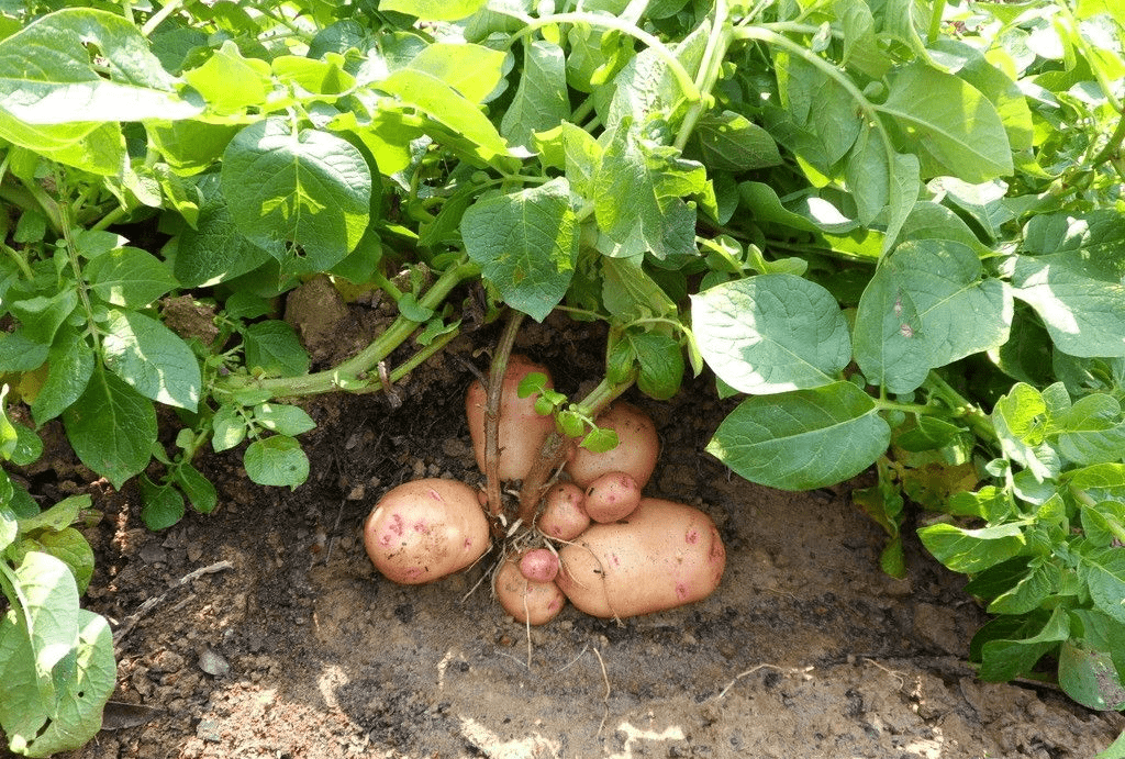 聚英云农：优质土豆的增产窍门