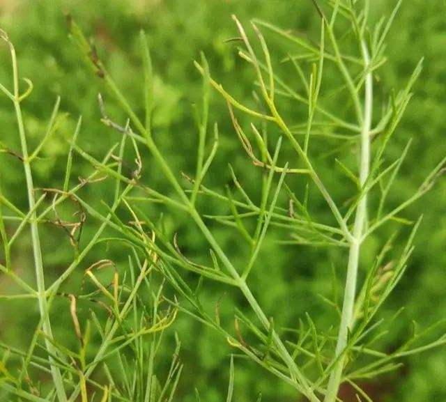 茴香病变