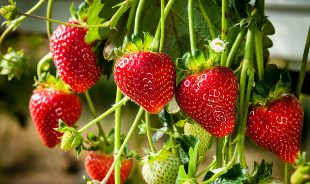 草莓的种植时间与方法
