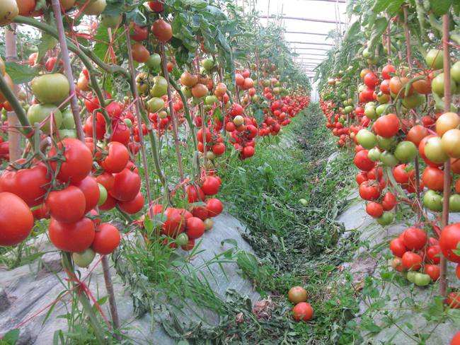 大棚番茄管理注意哪些点
