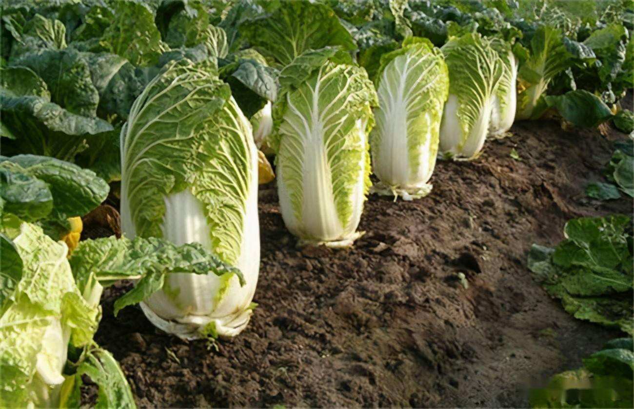 大白菜种植的中后期管理