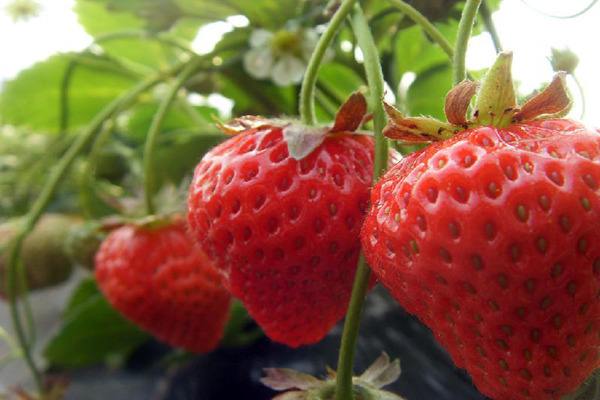 草莓种植大棚