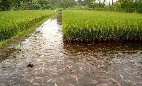 稻渔综合种养