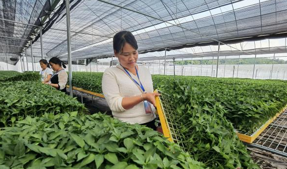 云南思茅区高素质农民蔬菜种植技术培训班开到田间地头