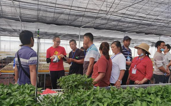 云南思茅区高素质农民蔬菜种植技术培训班开到田间地头