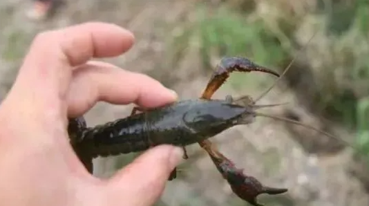 小龙虾生态繁育
