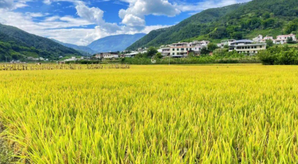 水稻全产业链加工