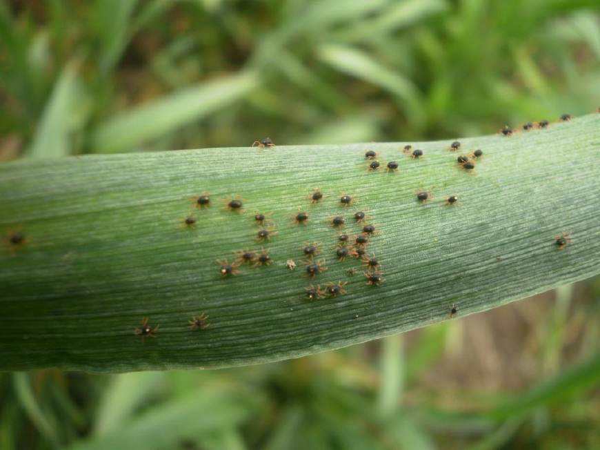 如何防治小麦红蜘蛛