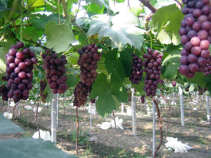 温室大棚葡萄高产的温湿度管理秘籍