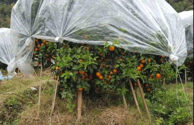 广西推广柑橘树冠覆膜技术560万亩