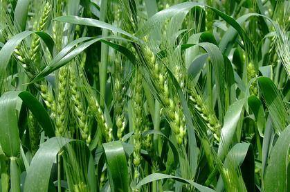 小麦种植的基础知识