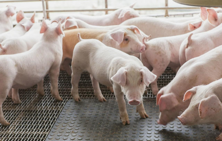 杭州市余杭区做好“3+1”，推进生猪产业高质量发展