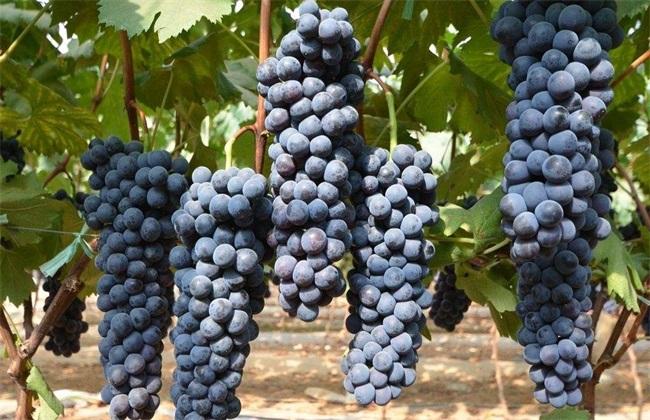 夏黑葡萄怎么种植?