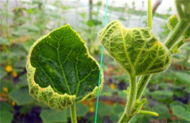 黄瓜氮肥过量的防治方法