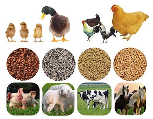 动物精准营养已成国家战略需求