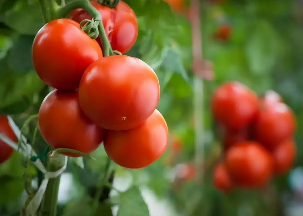 温室西红柿栽培