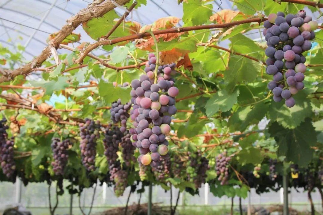 北方温室大棚种植葡萄
