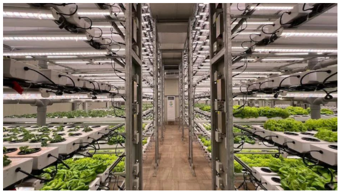 中国智能LED植物工厂高新农业技术