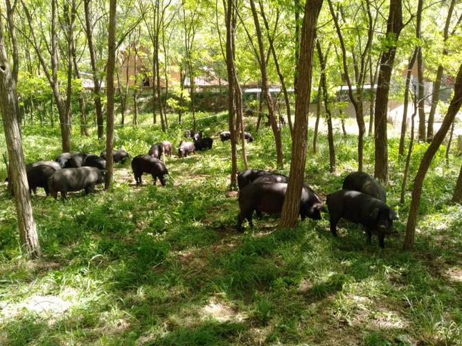 黑猪种苗生态养殖基地