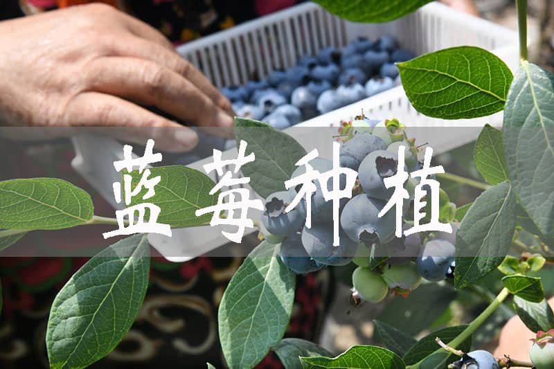 种蓝莓的适宜温度