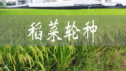 铜梁稻菜轮种效益好 农民增收有保障