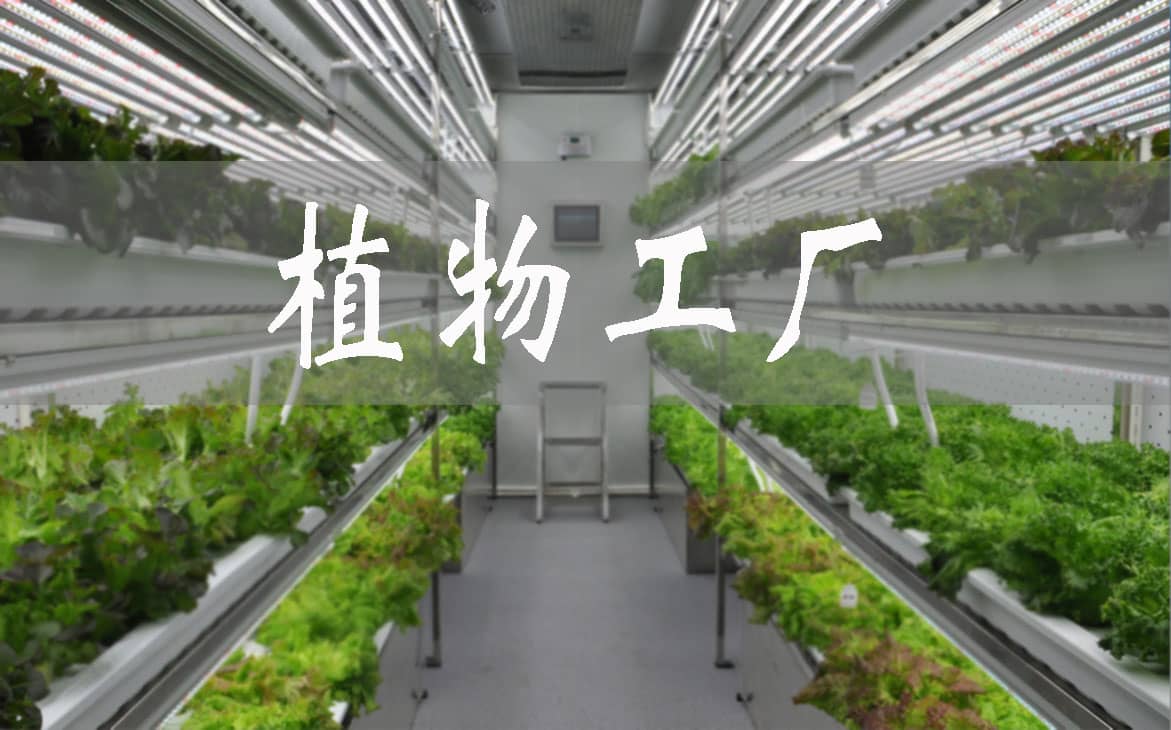 利辛：蔬菜大棚升级“植物工厂”