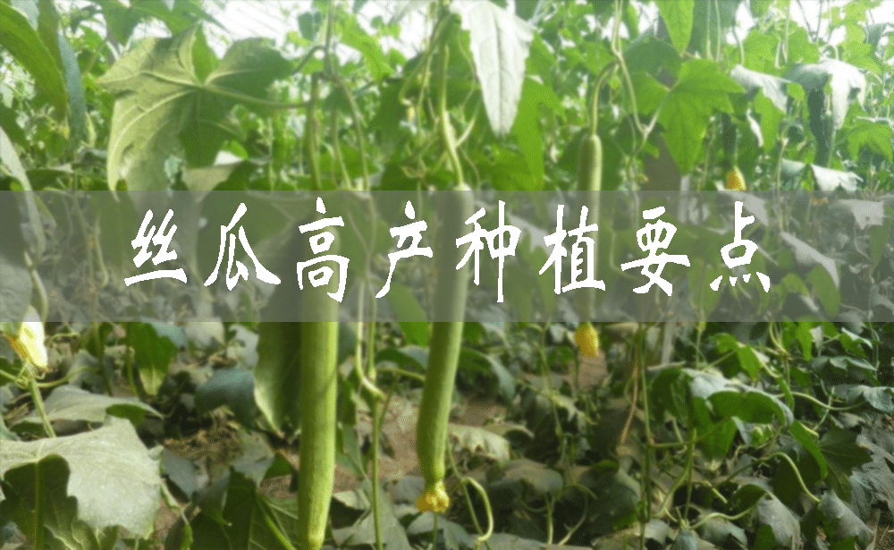 高产丝瓜是怎么种的