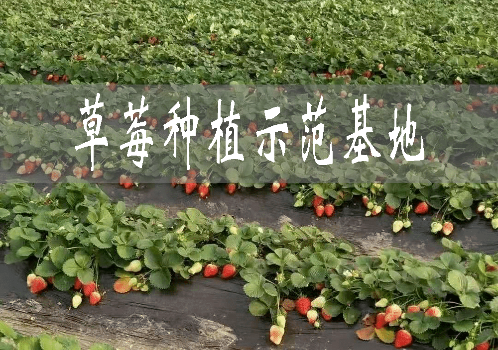 南谯：“莓”产业带动村民致富