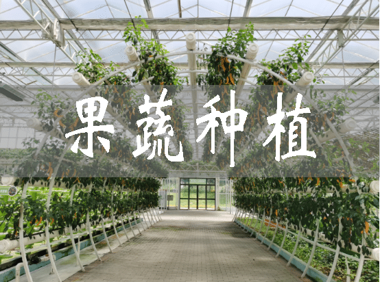 吉林：冬闲变冬忙 适冬果蔬种植助农增收