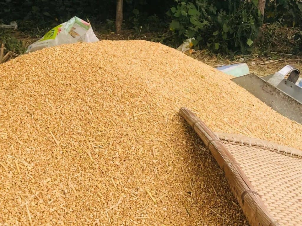小麦储藏方法