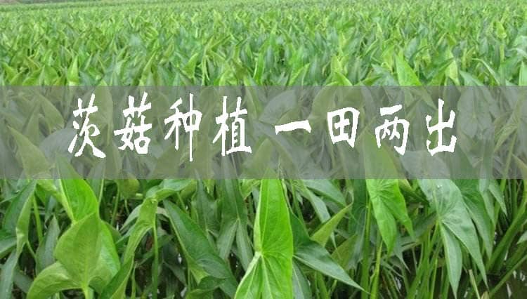 广西荔浦传统种植“一田两出”带来“冬”收喜悦