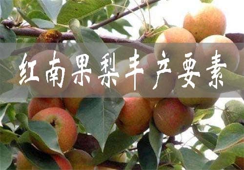 红南果梨丰产的四大要素