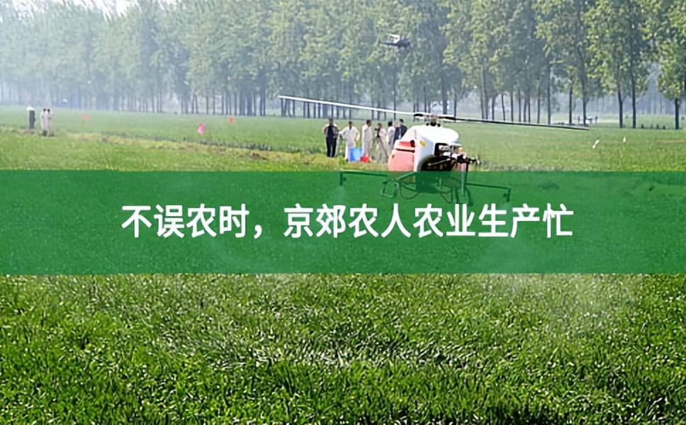 京郊农人农业生产忙