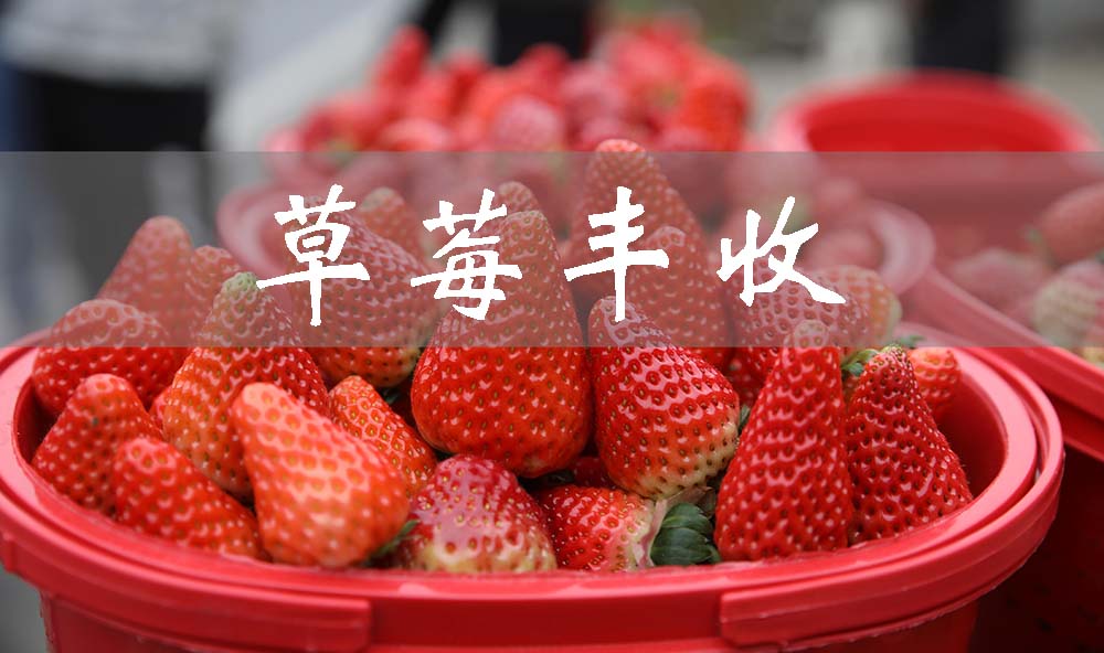 草莓丰收!谱写昌平农户的“莓”好生活!