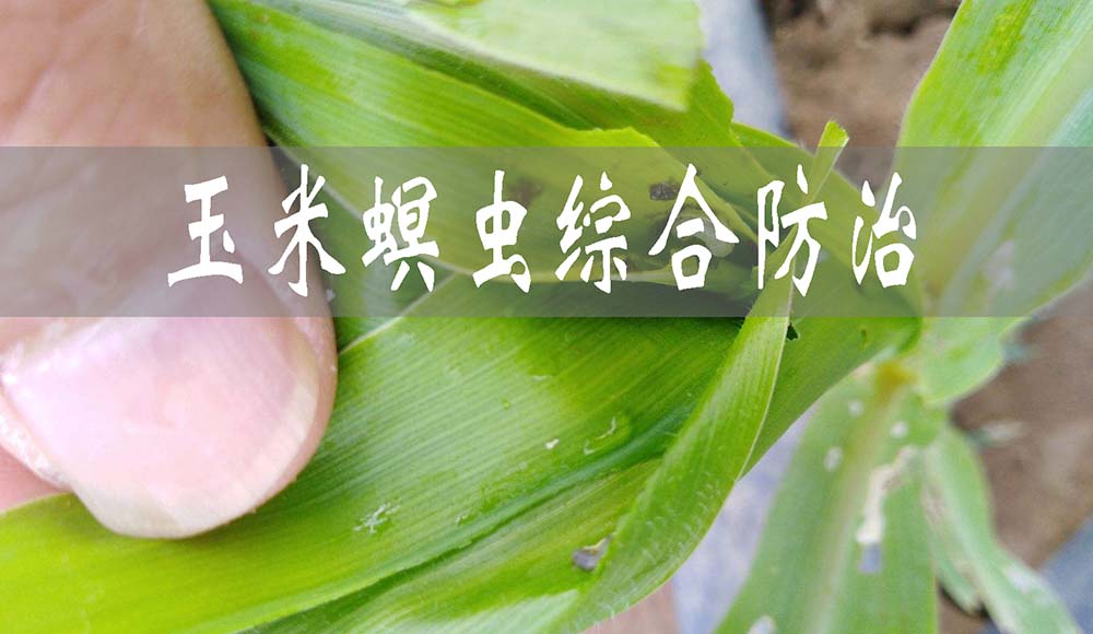 玉米螟虫的综合防治方法