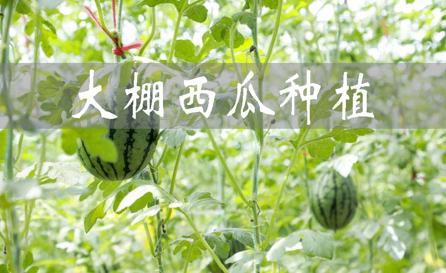 聚英云农：大棚西瓜怎么种植