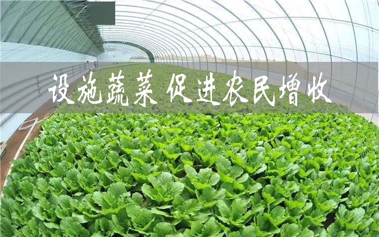 河北衡水49.4万亩设施蔬菜促进农民增收