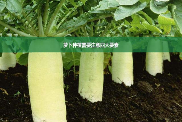 萝卜种植需要注意四大要素
