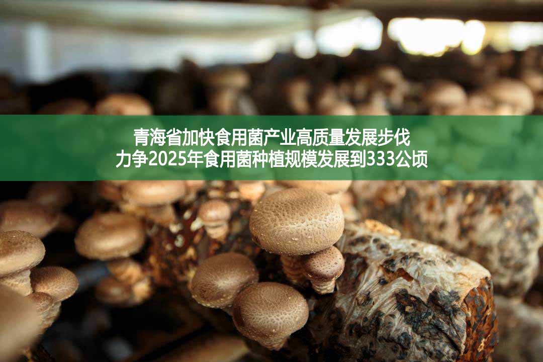 青海省加快食用菌产业高质量发展步伐　力争2025年食用菌种植规模发展到333公顷